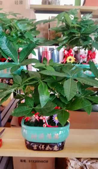 男朋友应该送什么盆栽 送男朋友盆栽合适吗 送什么盆栽好