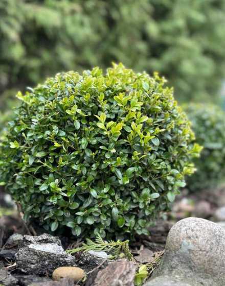 米兰冬季室内怎么养护 米兰冬天怎么养