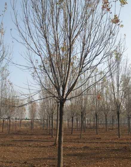 30公分白蜡什么价格 什么风景树价值高