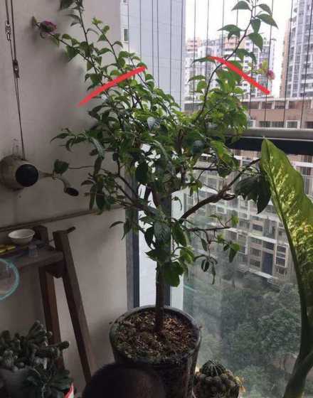 三角梅枝条过长怎么办 三角梅枝条太长了怎么办
