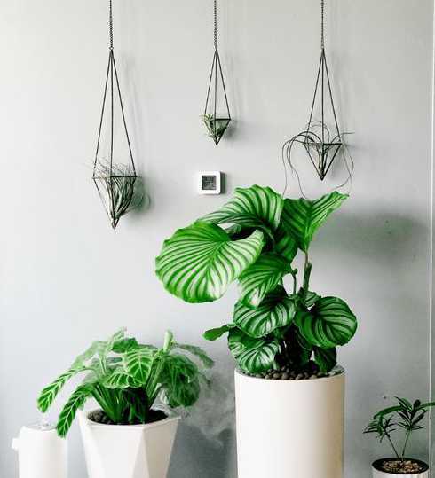 空调间里养什么植物好 夏天空调房养什么植物好