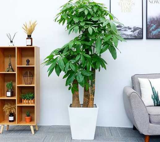 家门口什么盆栽好旺财 家门口适合种植什么盆景 家门口种什么植物风水好又旺财