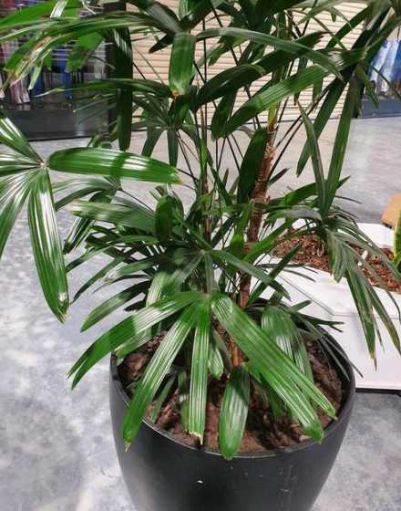 夏季棕竹植物怎么养养 棕竹的养殖方法,你有哪些了解呢