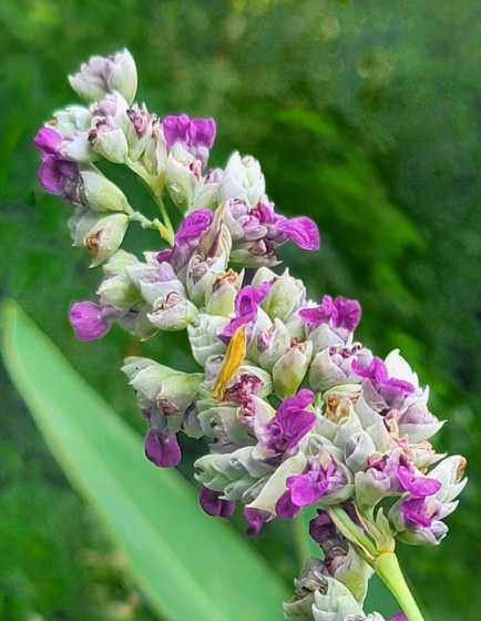 再力花为什么叫再力花 再力花属于什么品种,再力花属于什么品种知识