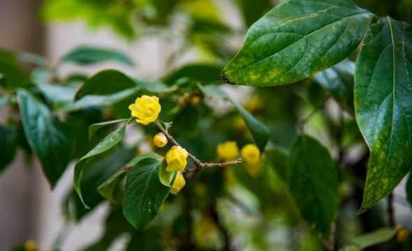 腊梅的叶子为什么卷曲 腊梅叶子起卷是什么原因,叶子卷曲怎么办