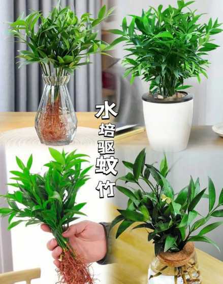 竹柏适合什么季节种植 竹柏树什么时候种植最好
