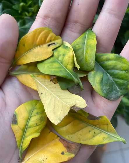桅子花叶子发黄怎么办 栀子花叶子发黄,怎么办