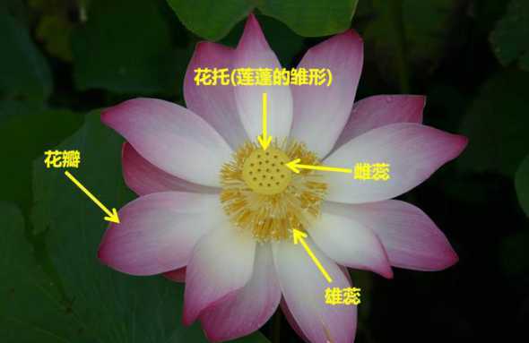 荷花的花属于什么结构 荷花是不是完全花