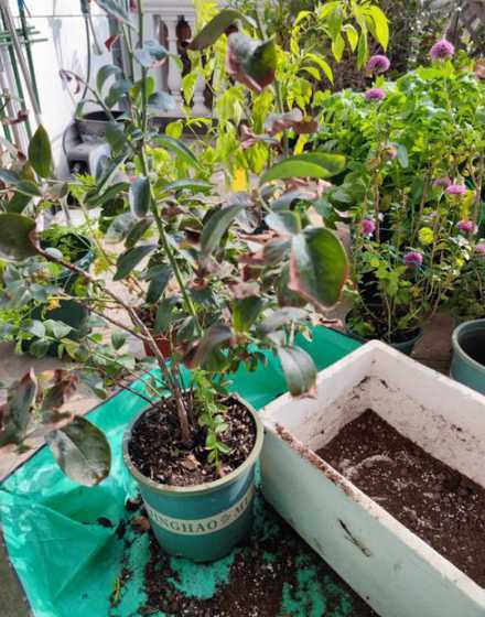 蓝莓花盆怎么种植方法 蓝莓怎么种植