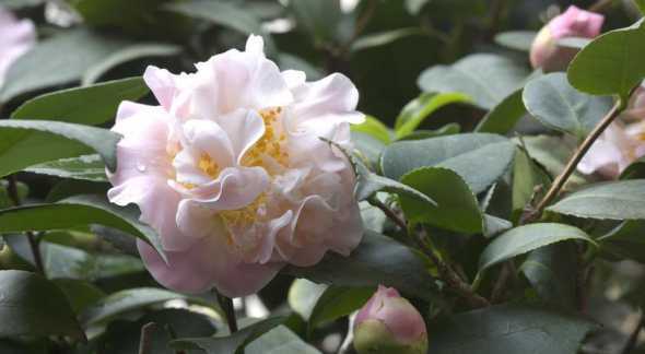 茶花冬天怎么花开不大 茶花如何安全过冬