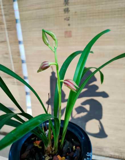 兰花现在花是什么品种 兰花有多少种品种