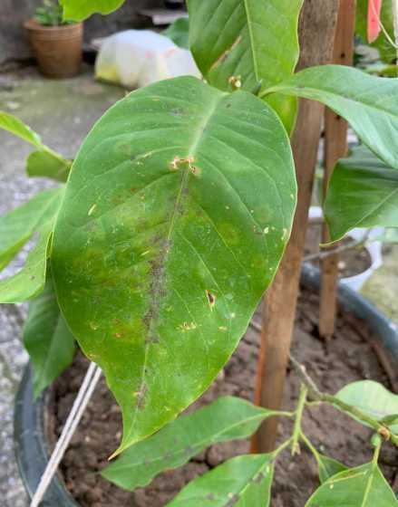 养的花叶子发黑怎么办 植物叶片发黄发黑是怎么回事儿,该怎么办