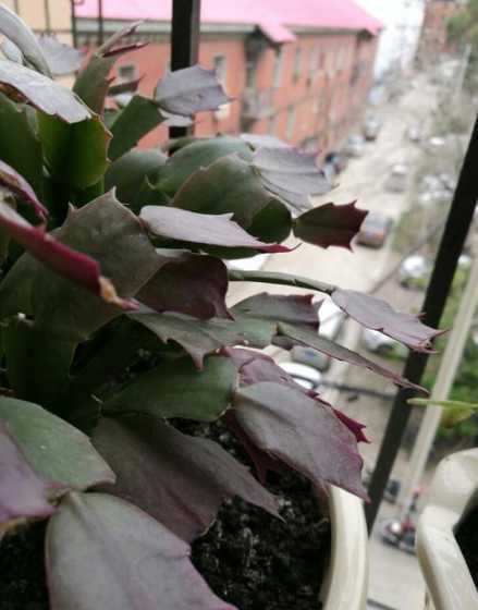 蟹爪兰的叶子为什么会 家里的蟹爪兰叶子一节一节的掉,怎么回事求救治