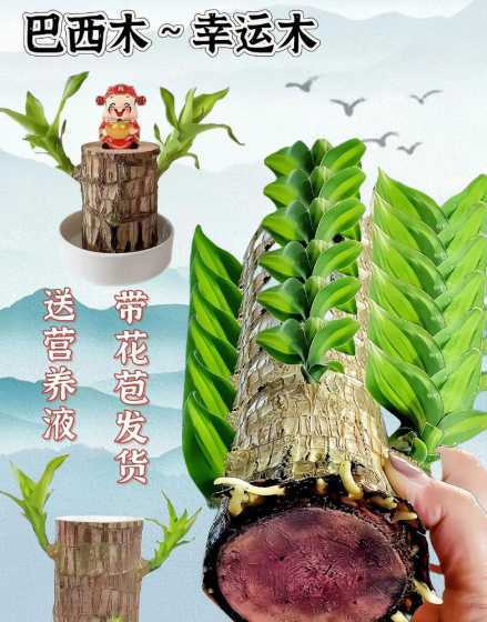 巴西木花怎么养殖方法 怎么养巴西木花