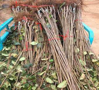 苹果树苗价格多少一棵 苹果树苗的价格一亩地可以种植多少颗果树几年能结果