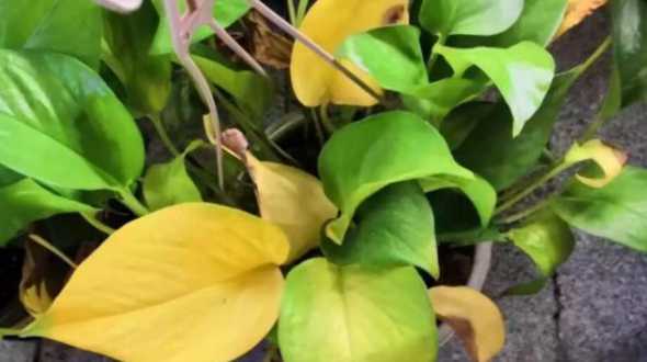 绿萝黄叶属于什么垃圾 绿萝黄叶是什么原因怎么处理