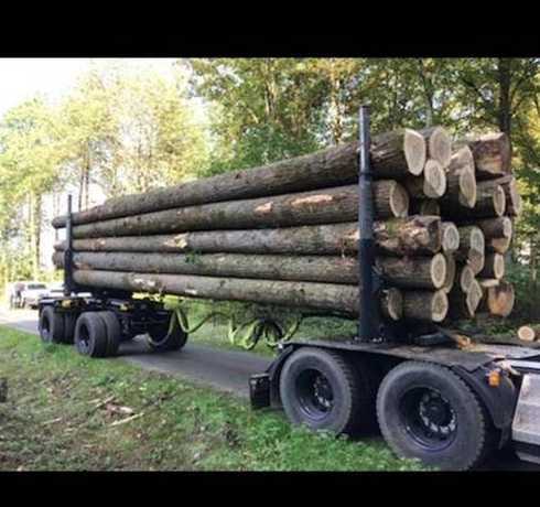 杨木有107还有什么 农村种植什么好