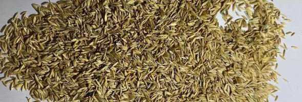 什么时候适合种植草籽 草籽适合什么季节播种草籽什么时候播种最合适