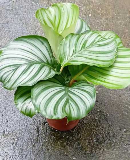 青苹果竹芋是什么植物 青苹果竹芋寓意 青苹果竹芋有什么寓意