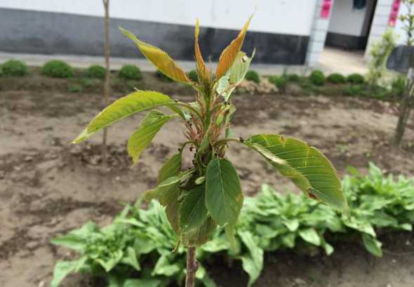 海棠树苗什么时候开花 海棠什么季节开花,什么时间发芽