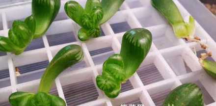 冰灯玉露叶子怎么繁殖 冰灯玉露怎么繁殖,冰灯玉露的繁殖方法与养护技巧