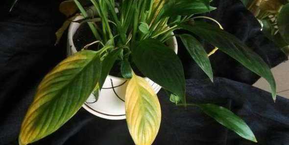 白掌为什么叶子蔫黄了 白掌叶子发黄焦边干枯是怎么回事