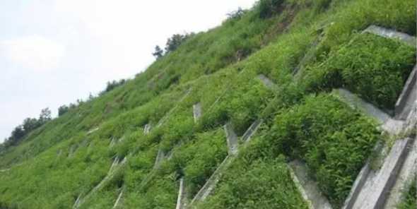 植物固坡的作用是什么 植物固坡措施对防止崩塌和滑坡有效吗
