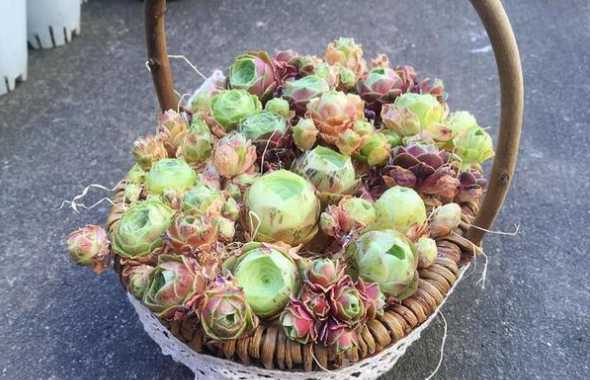 山地玫瑰平时怎么浇水 山地玫瑰怎么浇水方法