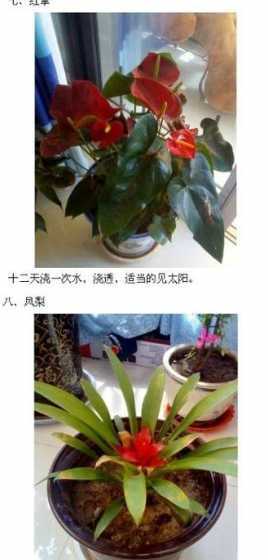 冬天的花草多久喷一次水 室内花草多久浇一次水