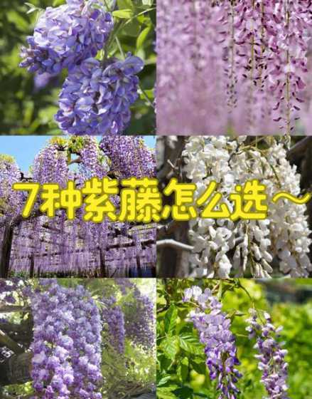 怎么判断紫藤是否开花 紫藤几月开花