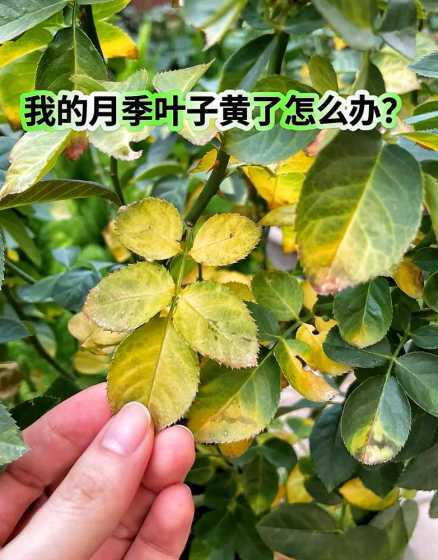 玫瑰放什么能延长花期 玫瑰花插在花瓶中,怎么养活的时间更长