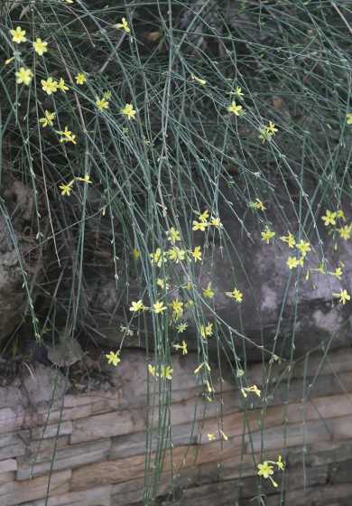 南迎春是属于什么植物 跟迎春花很像的花是什么花