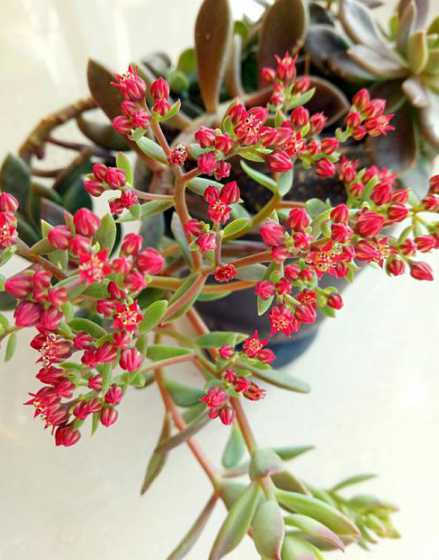 因地卡开花怎么办 子持年华开花了怎么办