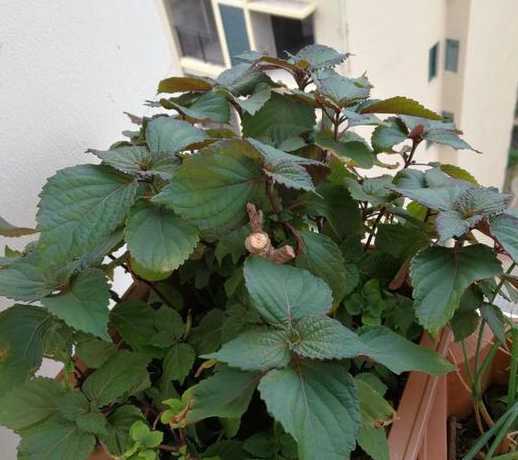 紫苏夏天盆栽怎么管理 紫苏怎么种植盆栽怎么管理