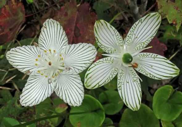 梅花属于什么草本植物 梅花是木本植物还是草本植物