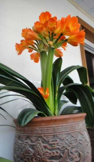 冬天室内放什么花合适 冬天室内适合养什么花好