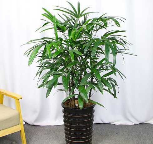 棕竹是什么类型的植物 棕竹属于什么植物