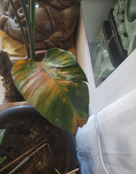 鹤望兰叶子太多怎么办 鹤望兰(天堂鸟)新叶发黄,枯死,请问该怎么办