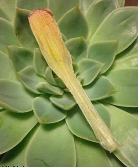 多肉为什么叶子老是黄 多肉植物叶子为什么发黄发软及防治方法