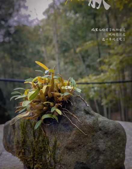 石斛冬天室外怎么过冬 求回答铁皮石斛冬天怎么过冬