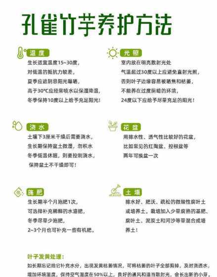 水培孔雀竹芋怎么养护 孔雀竹芋的水培养殖方法和注意事项 孔雀竹芋的怎么清洁呢