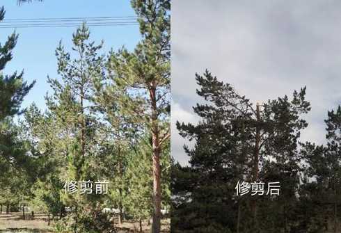 树木剪枝后有什么预防 树木是先灭虫还是先剪枝