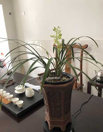 兰花在屋里什么地方养 兰花应该放在什么地方养不见阳光行吗就是北屋