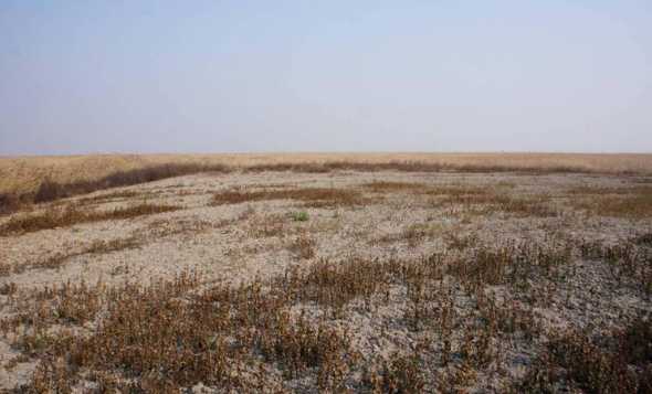 盐减地适合中什么东西 干旱盐减地种什么药材