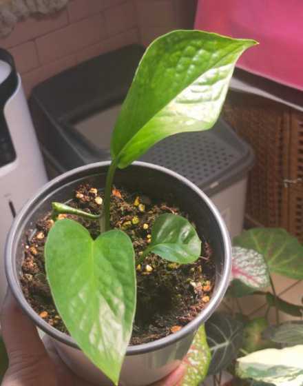 什么时候可以扦插绿萝 绿萝扦插方法和步骤