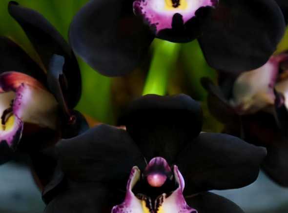 叶子带黑色叫什么兰花 叶子细得跟葱似的叫什么兰花