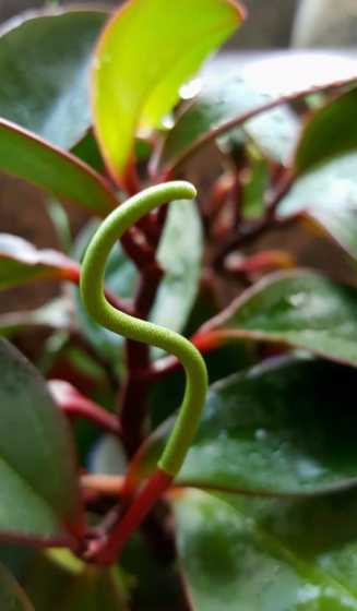 绿豆瓣为什么茎会变红 兰花和兰草有什么区别