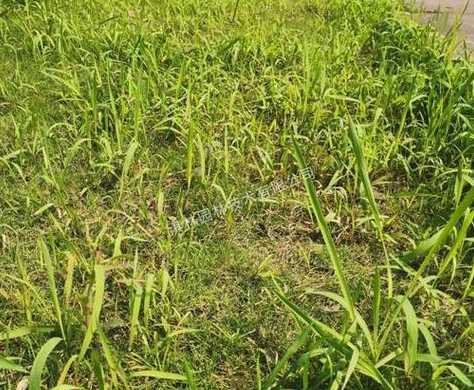 如何去除草坪中的白茅 草坪中的杂草用什么省人工办法可以清除