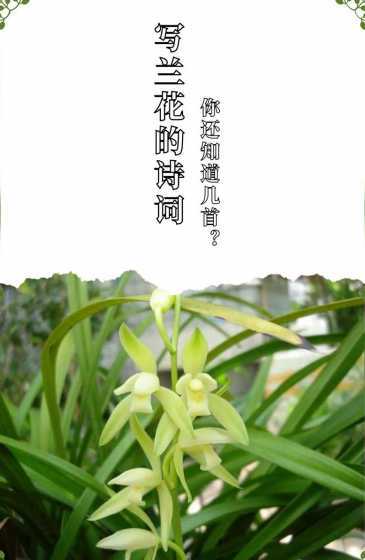兰花的花语是什么颜色 兰花的花语