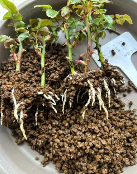 什么季节适合种花草生根 种植花草的要点是什么